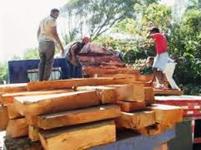 Autoridades de Medio Ambiente y FARD incautan 7 mil pies de madera preciosa en Altamira