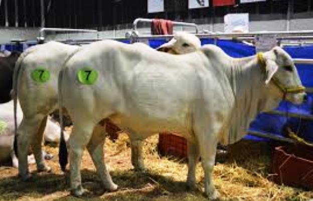 Harán en PP a partir de este viernes el Segundo Congreso de Productores de Leche del país