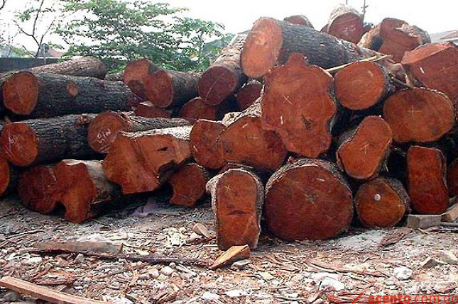 Talan de forma indiscriminada árboles de caobas centenarias en el nacimiento de río Sosúa