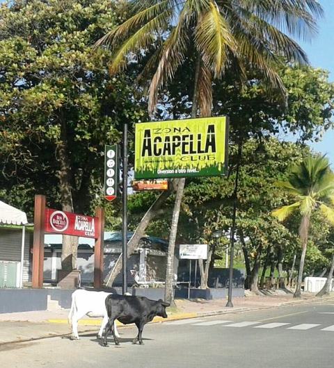 Animales realengos siguen ocasionado accidentes en carreteras y autopista de Puerto Plata
