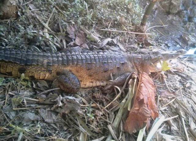 Cocodrilo que escapó de pequeño zoológico infundió temor a turistas en playa Cabarete hasta ser capturado