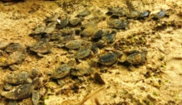 Nacen 145 tortugas carey en playa Sosúa bajo protección autoridades medioambientales
