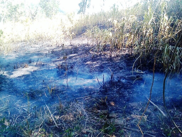 Incendio forestal afectó sembradíos agrícolas en comunidad rural de Imbert