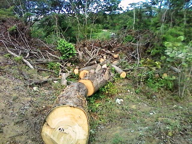 Manos criminales siguen depredando recursos naturales de Puerto Plata ante el silencio cómplice del sector oficial