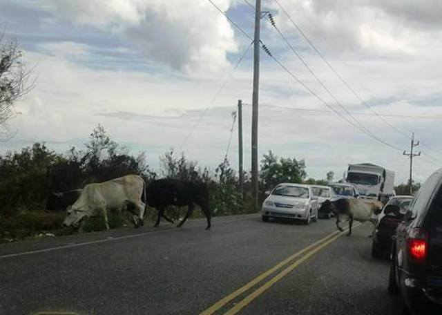 Vagancia de vacas y animales realengos sigue causando accidentes de tránsito en la provincia de Puerto Plata