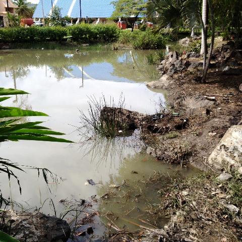 Desconocidos arrojan aceite y compuestos químicos al lago de la UASD en PP causando la muerte a muchos animales