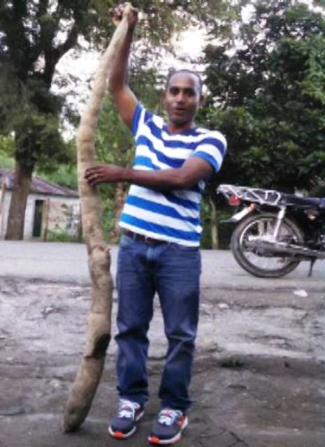 ¡Increíble! Agricultor cultiva yuca que midió seis pies de longitud en una comunidad de Gaspar Hernández