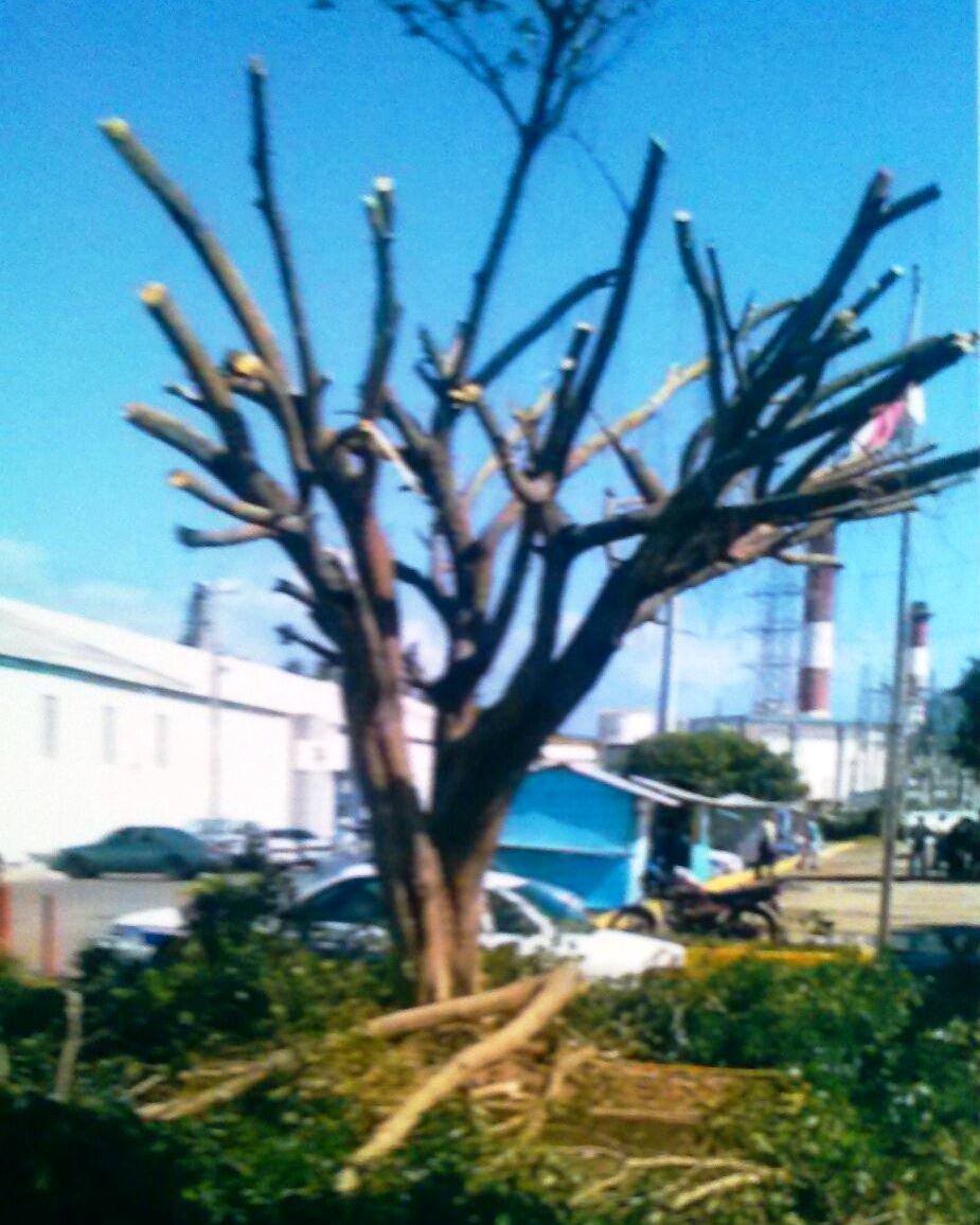 Critican que un policía municipal cortara árbol frondoso frente al muelle local supuestamente por molestias de pescadores