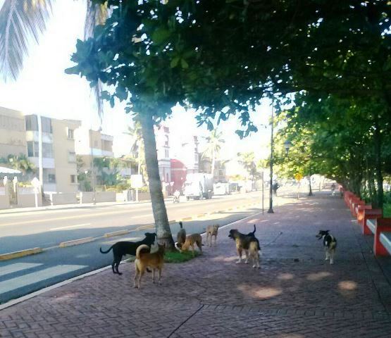 Aseguran que perros realengos son un gran peligro en el malecón y otros puntos de Puerto Plata