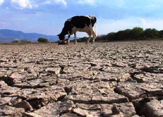 Director distrital de El Estrecho Omar Broos asegura que sequía ha causado estragos en producción agropecuaria