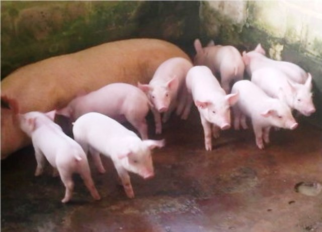Autoridades confirman que se detectaron brotes de fiebre porcina en Puerto Plata y otros puntos del país