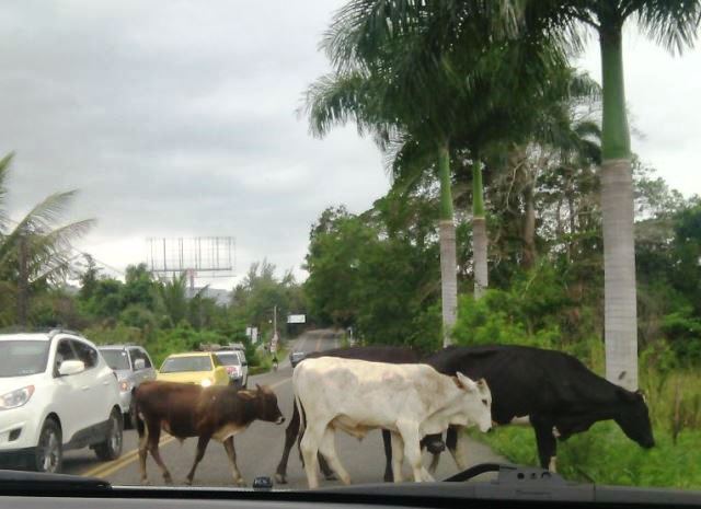 Advierten que vagancia de animales realengos es una grave amenaza en carretera que comunica a Puerto Plata con Sosúa