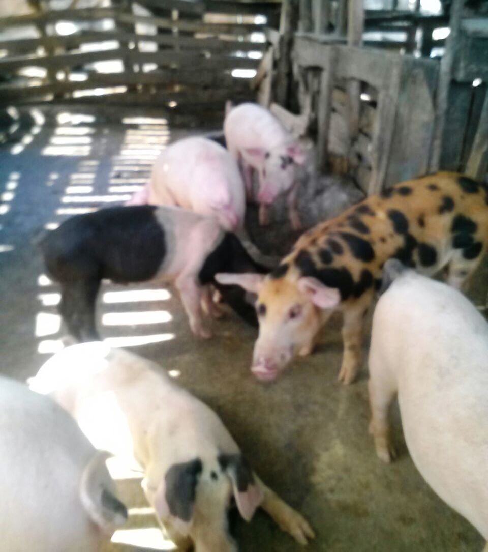 Productores agropecuarios de Puerto Plata están atemorizados ante posible  exterminio de población porcina y los estragos de la sequía
