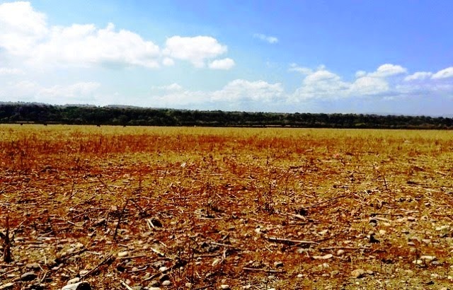 Productores agrícolas del municipio de Imbert piden ayuda al gobierno ante difícil situación por la que atraviesan