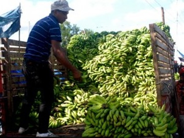  ¡Esto no lo aguanta nadie! Los guineos suben de precio; se venden entre RD$4.00 y RD$8.00 la unidad