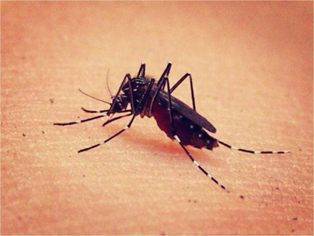 Denuncian brote de dengue en Estero Hondo y Villa Isabela, autoridades emite alerta epidemiológica