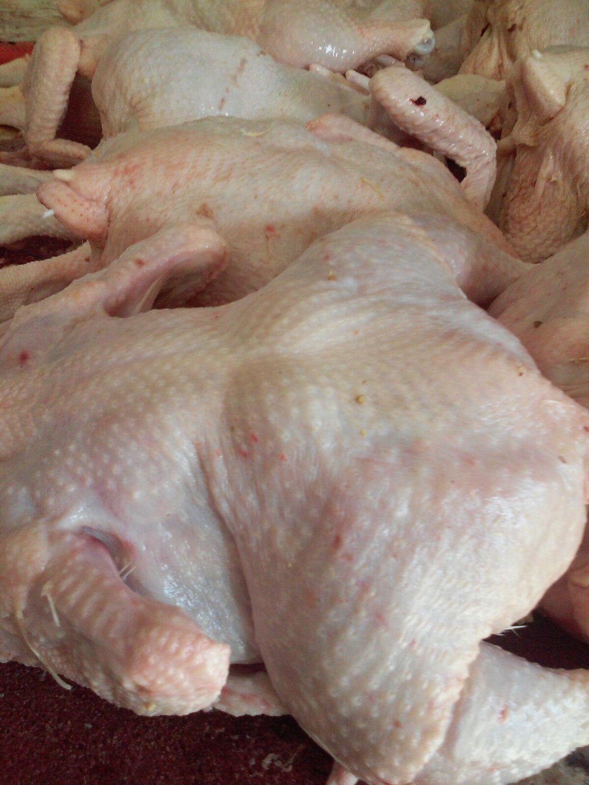 Sube de precio y se pone escasa carne de pollo en Puerto Plata, vendedores culpan exportación a Venezuela