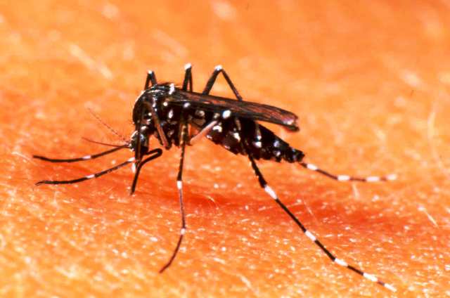 Causa preocupación en médicos del Cibao varias muertes a causa del dengue