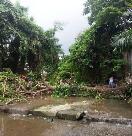 Miembros de la Defensa Civil de Puerto Plata quitan árbol derribado obstruyó cauce del río Los Mameyes