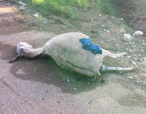 Desatan matanza de burros en vías de la parte oeste de Puerto Plata tras muerte de un joven en accidente