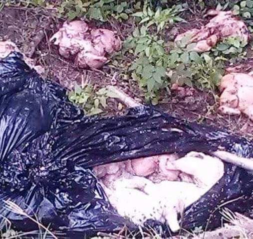 Indagan cargamento de pollos tirado por desconocidos  que debieron ser entregados a los pobres en Navidad