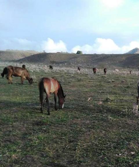 Lluvias alivian efectos de la sequía en plantaciones agrícolas y pastos ganaderos de Puerto Plata