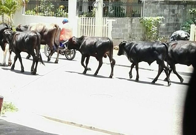 Animales realengos que vagan en vías principales de Puerto Plata siguen ocasionando accidentes de transito