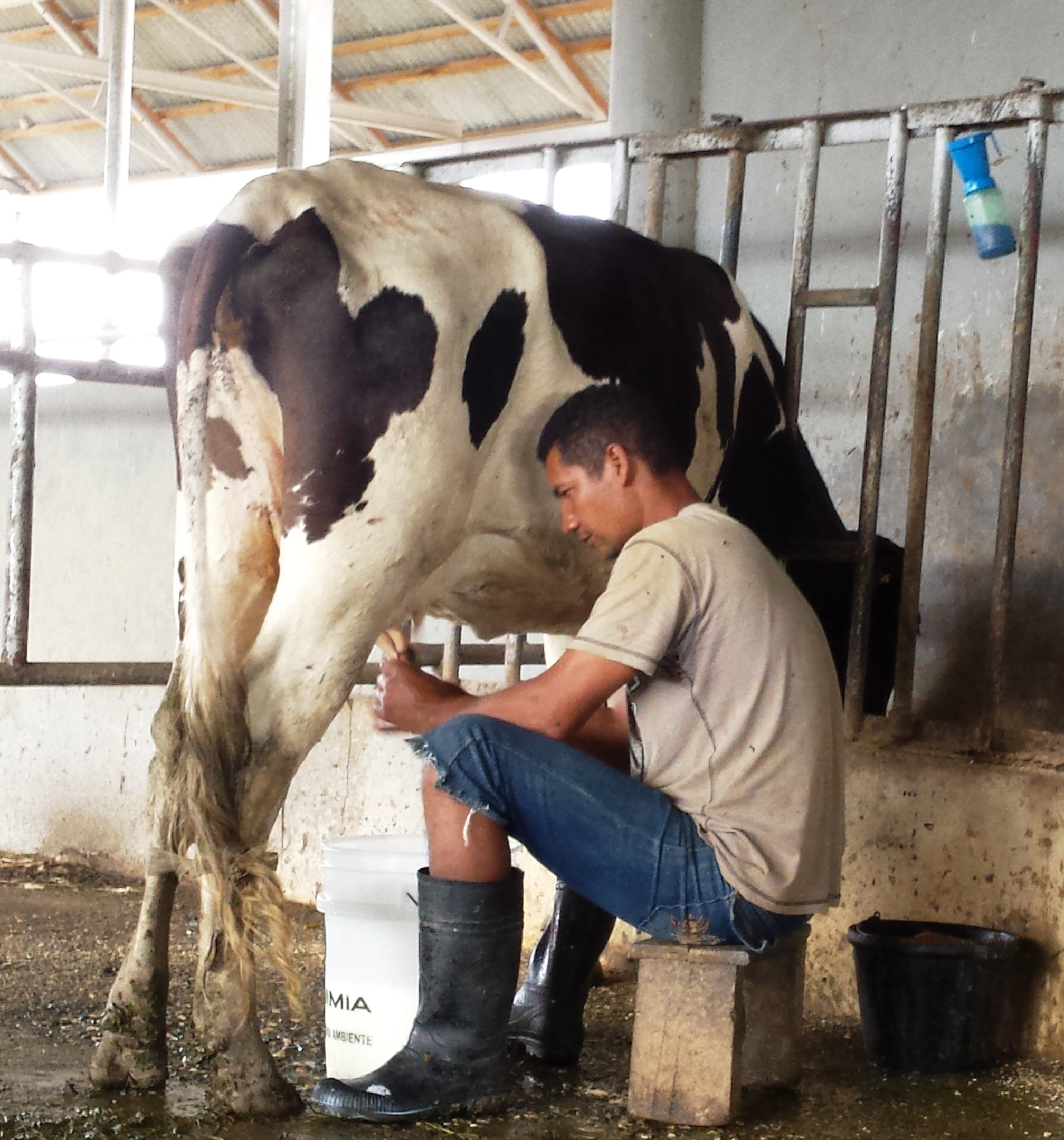 Incertidumbre en ganaderos de la región Norte tras empresa anunciar que no comprará 25 mil litros de leche diariamente