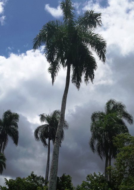 Meteorología anuncia que continuaran los aguaceros y tormentas eléctricas esta tarde y noche