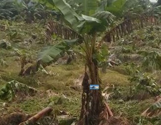Lluvias e inundaciones arrasaron cultivos agrícolas y destruyeron vías en parte oeste de Puerto Plata