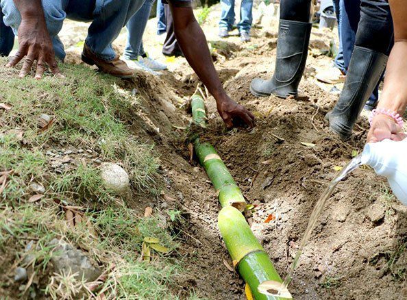 Realizan siembra de bambúes para reforestar cuenca del río Bajabonico en Altamira