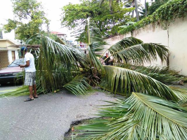 Dos mujeres resultan lesionadas en Villa Isabela tras caerle encima una mata de coco