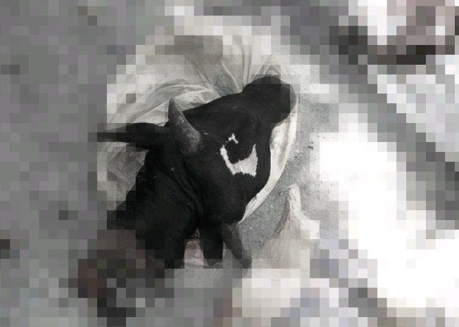 Ganaderos están “al garete” por robos de reses, piden rápida acción de autoridades