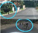 ¡Qué Barbaridad! Siguen las vacas realengas pululando por vías de Puerto Plata a pesar de accidentes que provocan, autoridades hacen mutis