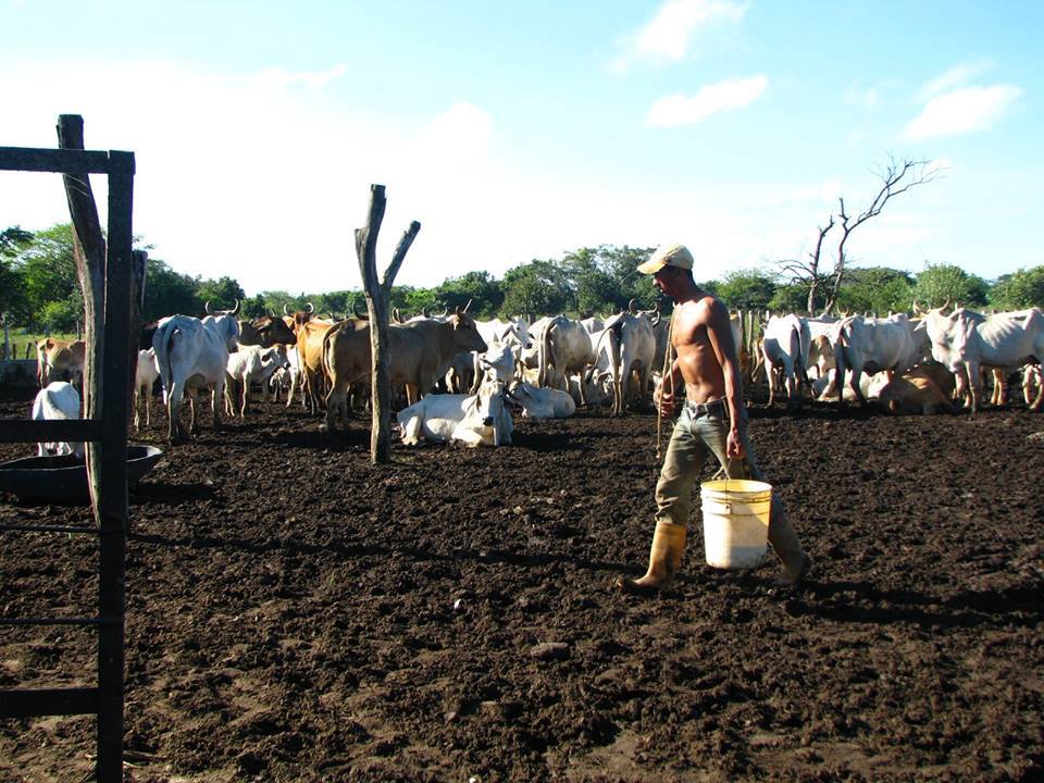Sequía sigue afectando ganadería y agricultura en Luperón, falta de lluvia provoca panorama desalentador