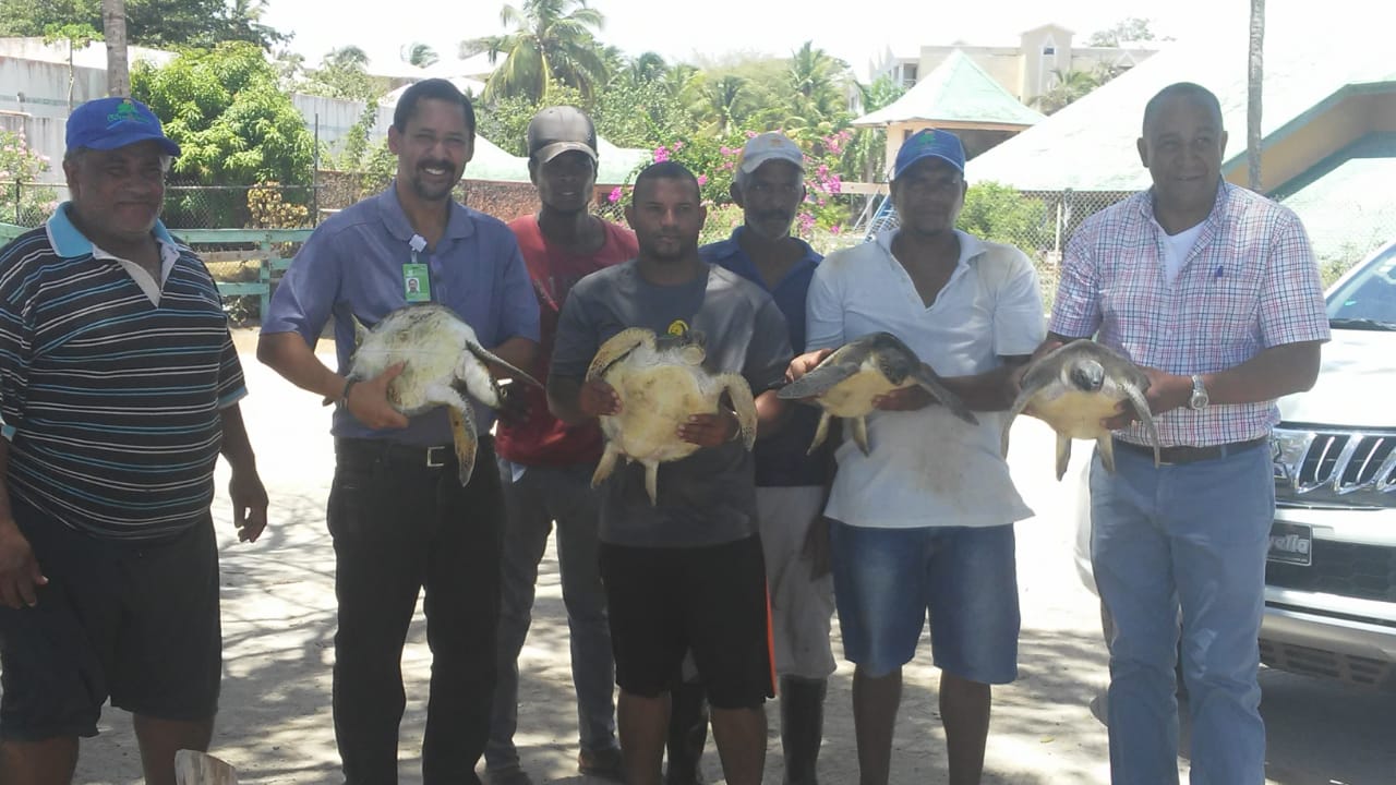 Autoridades liberan en Playa Grande de Luperón 4 tortugas marinas que estaban en cautiverio