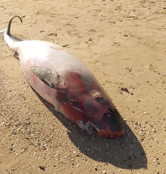 ¡Que lamentable! Encuentran cadáver de una cría de ballena en la playa Costámbar de Puerto Plata