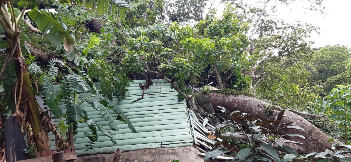 Ráfaga de viento derribó árbol cayó encima de una vivienda en comunidad de Muñoz, joven resulta lesionado