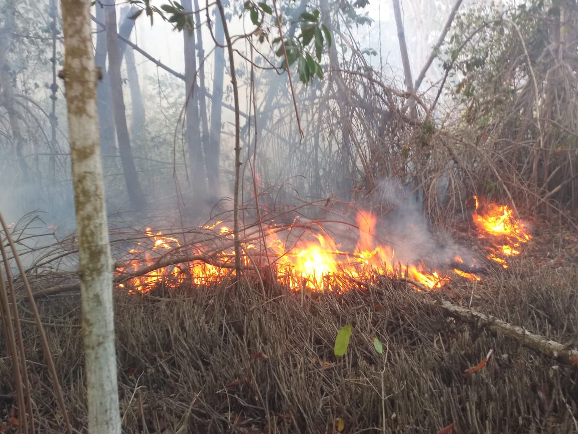 Luego de fuego a manglares de Estero Hondo instalarán cuarteles en áreas protegidas de RD para prevenir incendios forestales
