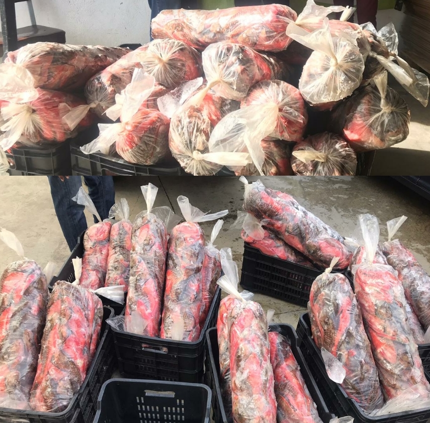 CODOPESCA decomisa 600 libras de pez Loro en Puerto Plata, especie marina está vedada