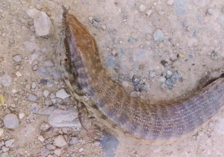 Avistan en comunidad de Luperón especie de lagarto gigante que está en peligro crítico de extinción