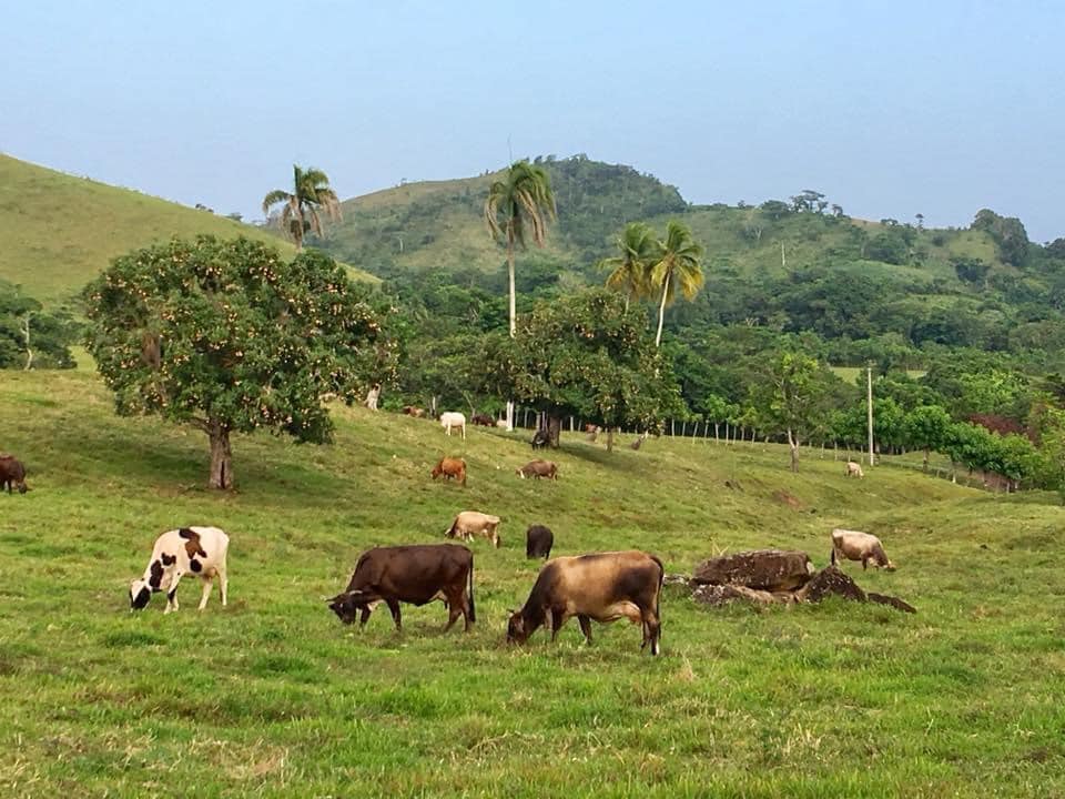 Denuncian bandas de cuatreros están operando en Puerto Plata y lideran robos de ganado en RD