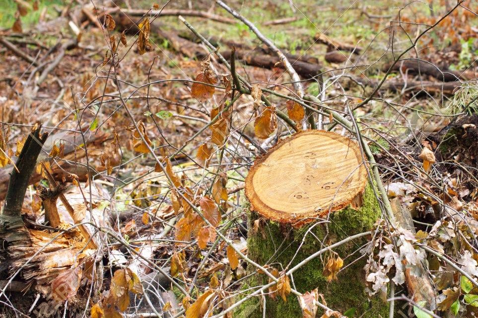 Denuncian tala de varios árboles de roble en La Isabela, exigen intervención autoridades de Medio Ambiente