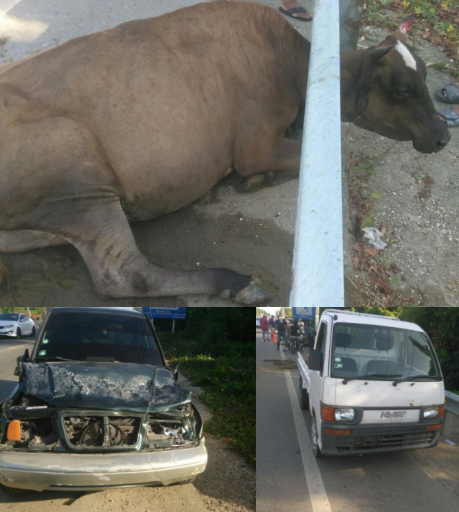 Vacas realengas continúan ocasionando accidentes de tránsito en carretera turística Luperón
