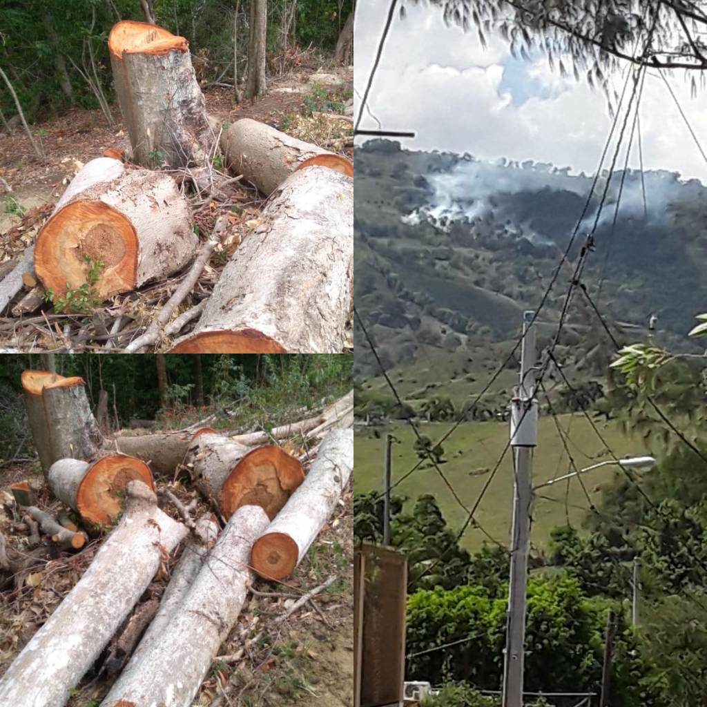 Denuncian grave deforestación en Loma de Solimán, Gualete y La Jaiba en Villa Isabela
