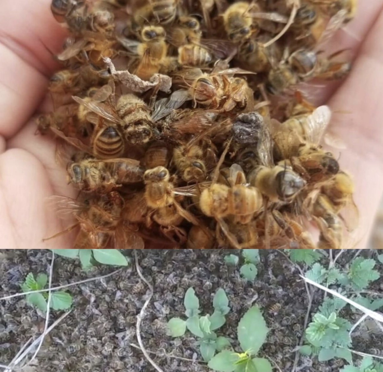 Denuncian muerte de miles de abejas tras fumigación con insecticida en fincas ganaderas de Villa Isabela 