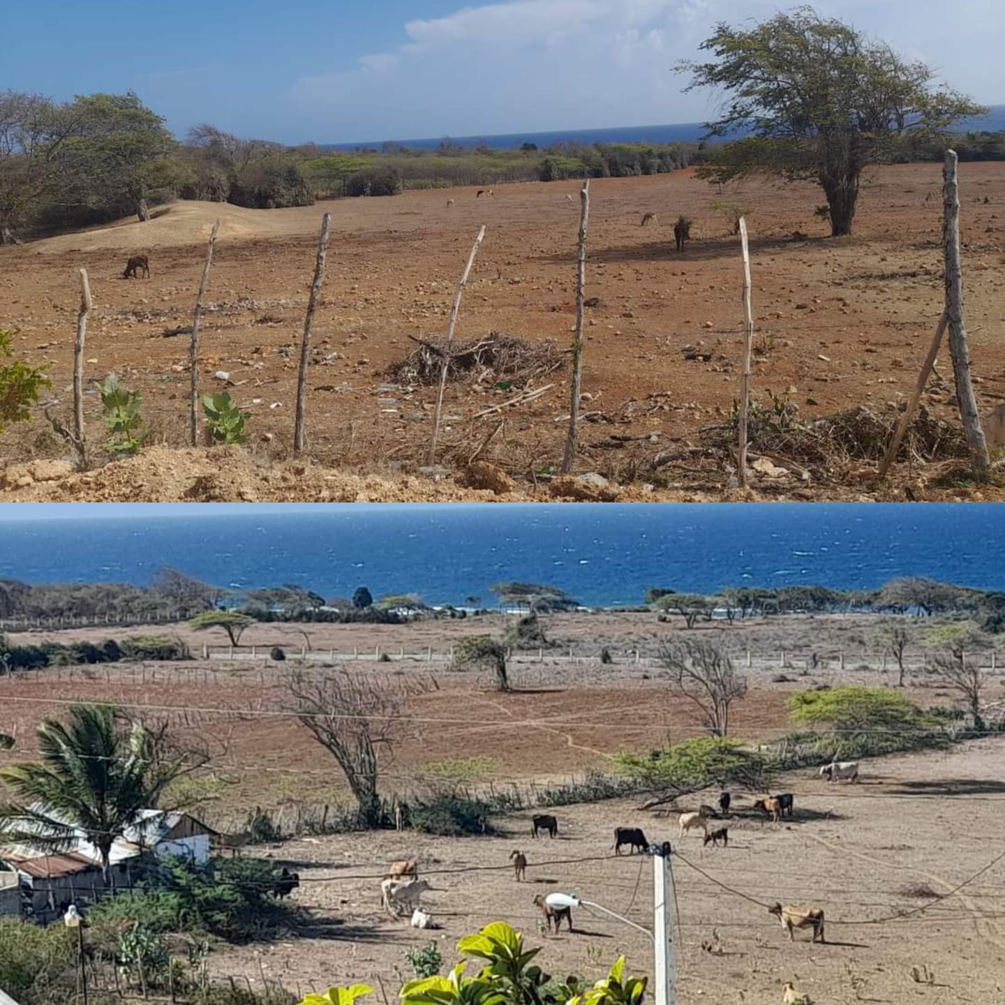 ¡Caramba! Sigue la aridez en predios de Luperón a pesar de que llovió un poquito