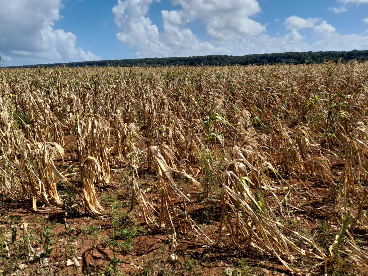 Sequía causa pérdidas millonarias a productores de maíz en Las Paredes de Luperón 