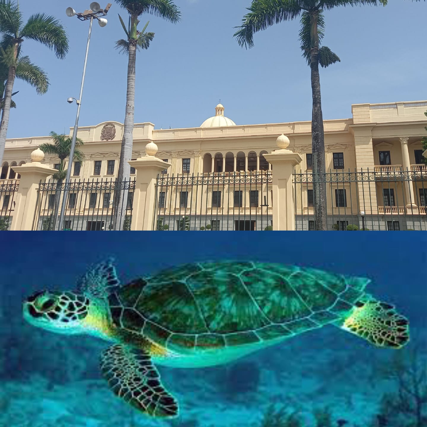 Gobierno RD emite decreto donde se establece veda por 10 años para proteger tortugas marinas