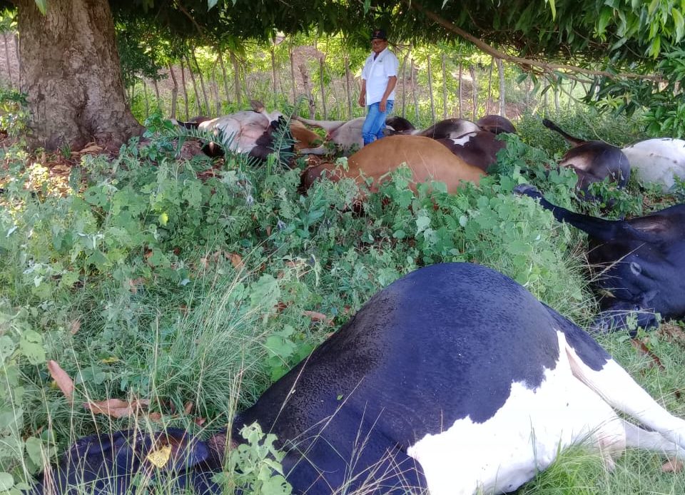 Rayo mata 17 vacas en Loma de Cabrera, Dajabón